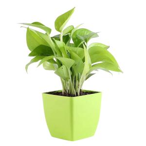 Plants