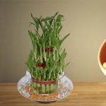 3 Layer Lucky Bambu 21 Sticks | Lucky Bamboo Plant with Glass Pot for Home Décor
