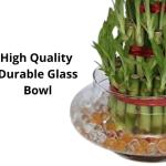 3 Layer Lucky Bambu 21 Sticks | Lucky Bamboo Plant with Glass Pot for Home Décor