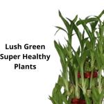 3 Layer Lucky Bambu 21 Sticks | Lucky Bamboo Plant with Glass Pot for Home Décor