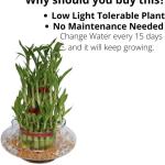 3 Layer Lucky Bambu 21 Sticks | Lucky Bamboo Plant with Glass Pot for Home Décor