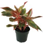 Kushwaha nurshery Aglaonema (Lipstick Single Stem) Natural Live Indoor Plant with 7.5 cm Pot | Pack of 1 Healthy Live Plant I For Home, Office, Livingroom, Bedroom, Garden Decor