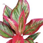 Kushwaha nurshery Aglaonema (Lipstick Single Stem) Natural Live Indoor Plant with 7.5 cm Pot | Pack of 1 Healthy Live Plant I For Home, Office, Livingroom, Bedroom, Garden Decor