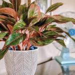 Kushwaha nurshery Aglaonema (Lipstick Single Stem) Natural Live Indoor Plant with 7.5 cm Pot | Pack of 1 Healthy Live Plant I For Home, Office, Livingroom, Bedroom, Garden Decor