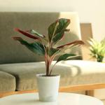 Kushwaha nurshery Aglaonema (Lipstick Single Stem) Natural Live Indoor Plant with 7.5 cm Pot | Pack of 1 Healthy Live Plant I For Home, Office, Livingroom, Bedroom, Garden Decor