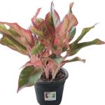 Kushwaha nurshery Aglaonema (Lipstick Single Stem) Natural Live Indoor Plant with 7.5 cm Pot | Pack of 1 Healthy Live Plant I For Home, Office, Livingroom, Bedroom, Garden Decor