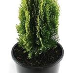 KUSHWAHA NURSHERY Live Plant A Natural Air Purifier with Beautiful Pot and pebbles removes Vastu Dosh of Main Door