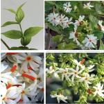 FloraPlax Harsingar,Parijat live Plant For Home And Garden With Pot