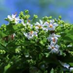 FloraPlax Harsingar,Parijat live Plant For Home And Garden With Pot