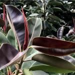 Rubber plant indoor live plant big size (Pack of 1)