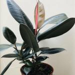 Rubber plant indoor live plant big size (Pack of 1)