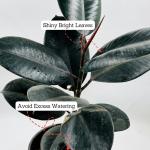 Rubber plant indoor live plant big size (Pack of 1)