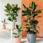 Rubber plant indoor live plant big size (Pack of 1)