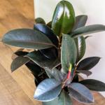 Rubber plant indoor live plant big size (Pack of 1)