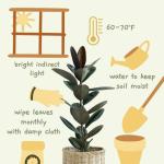 Rubber plant indoor live plant big size (Pack of 1)