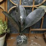 Rubber plant indoor live plant big size (Pack of 1)