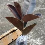 Rubber plant indoor live plant big size (Pack of 1)