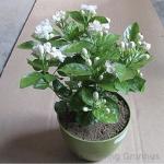 Charming Gronhus Live Jasminum Sambac 'Butt Mogra' |Jasmine Plant | Aromatic Flower Plant For Home Garden With Pot