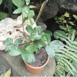 Charming Gronhus Live Jasminum Sambac 'Butt Mogra' |Jasmine Plant | Aromatic Flower Plant For Home Garden With Pot
